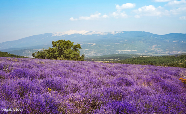 la provence photo