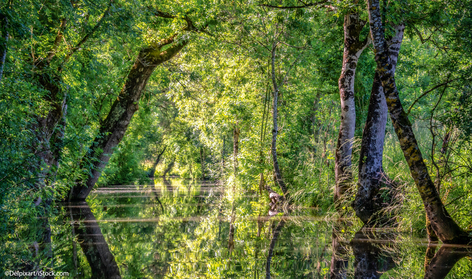 Marais poitevin