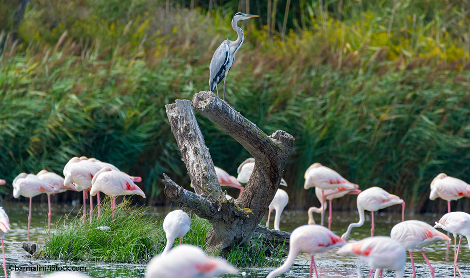 Flamingos Camargue