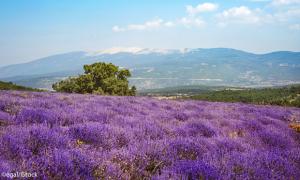 mont ventoux