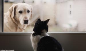 chien et chat