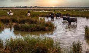 Camargue