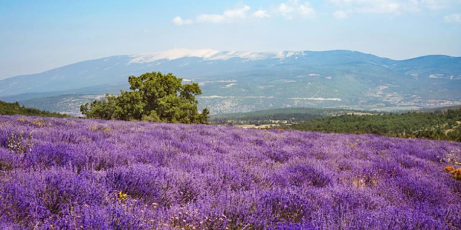 mont ventoux