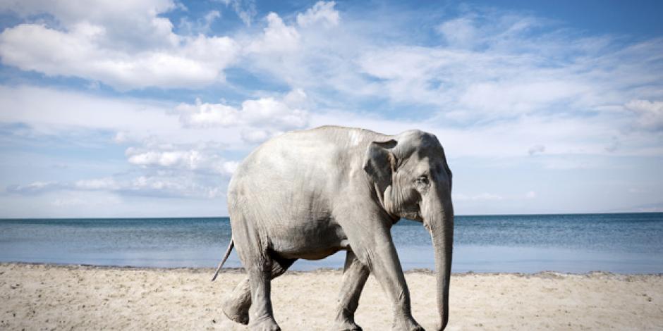 Elefant am Strand