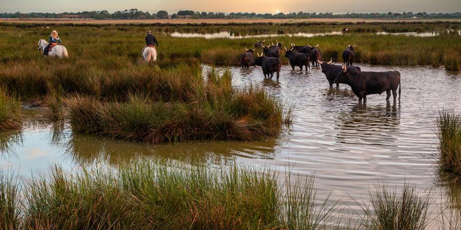 Camargue