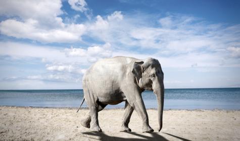Elefant am Strand