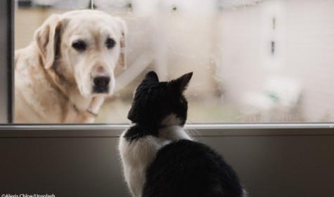 chien et chat