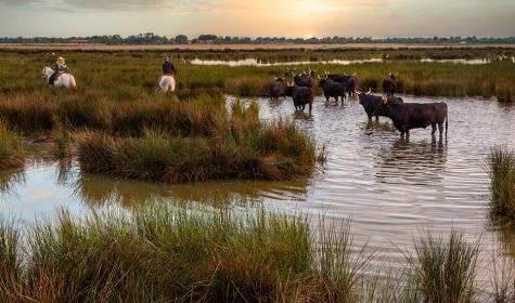 Camargue